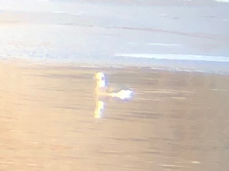 Long-tailed Duck - ML647495071