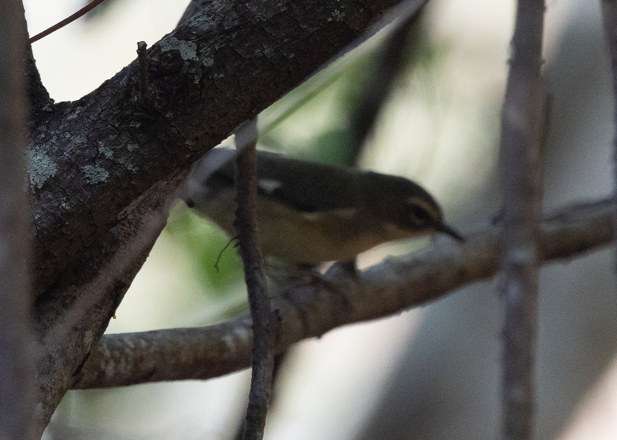 Black-throated Blue Warbler - ML647495072