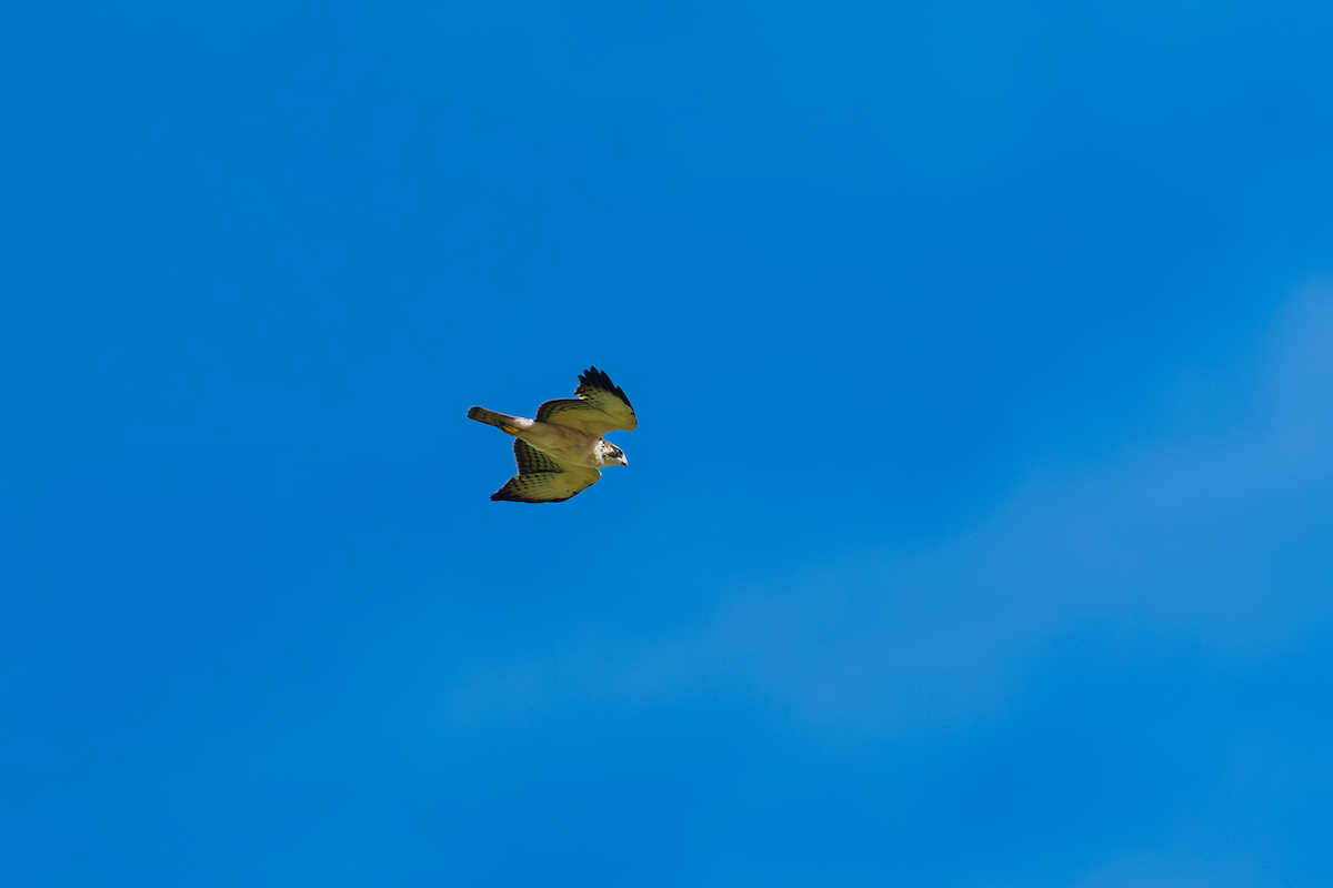 Сапсан - ML647495074