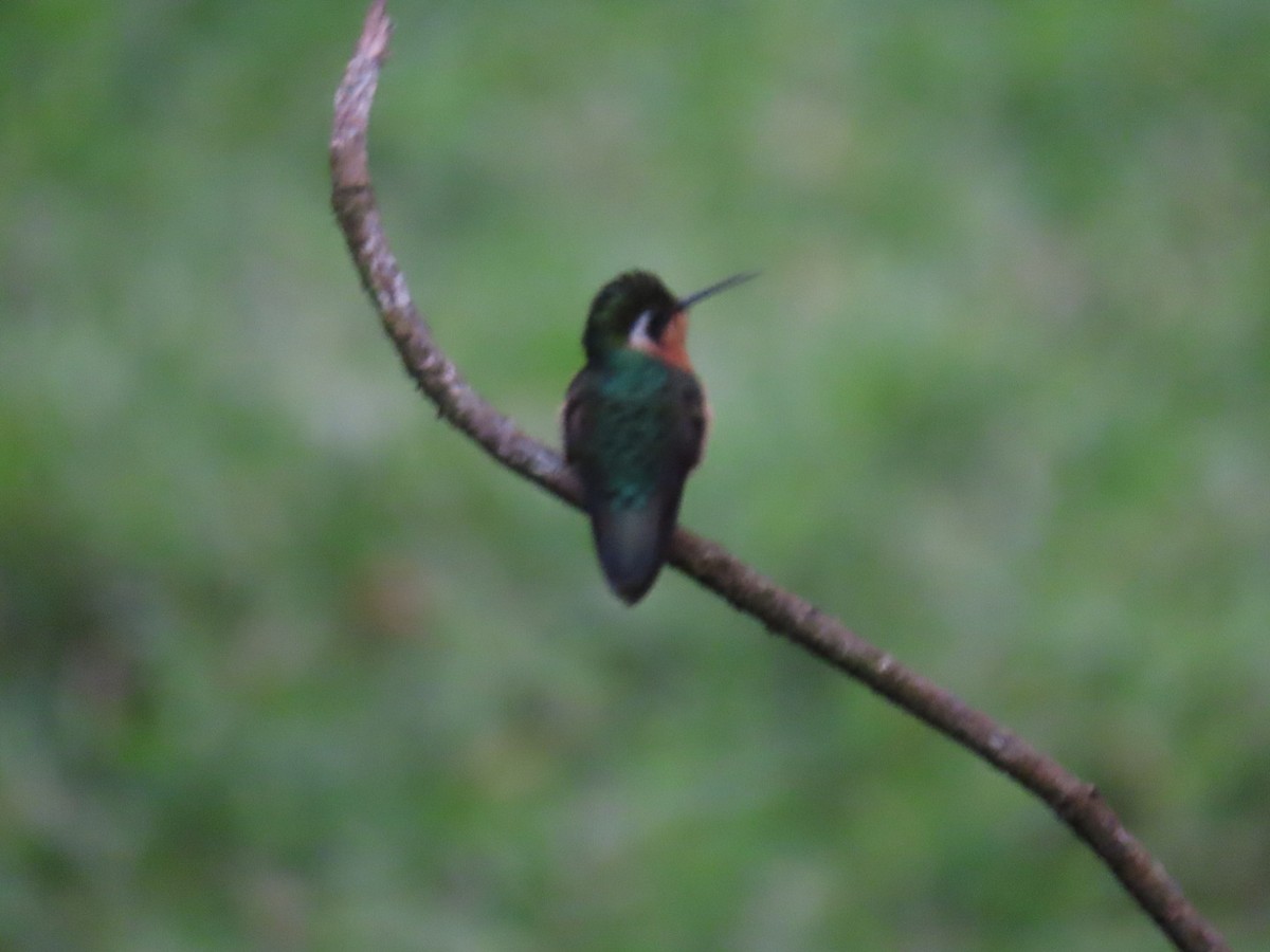 Пурпурногорлый солнечник - ML647495076