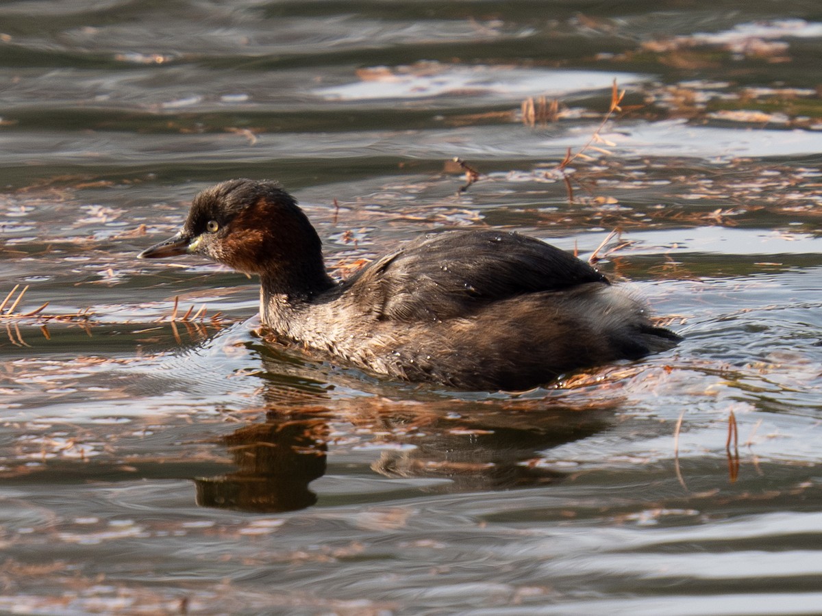 Малая поганка - ML647495077