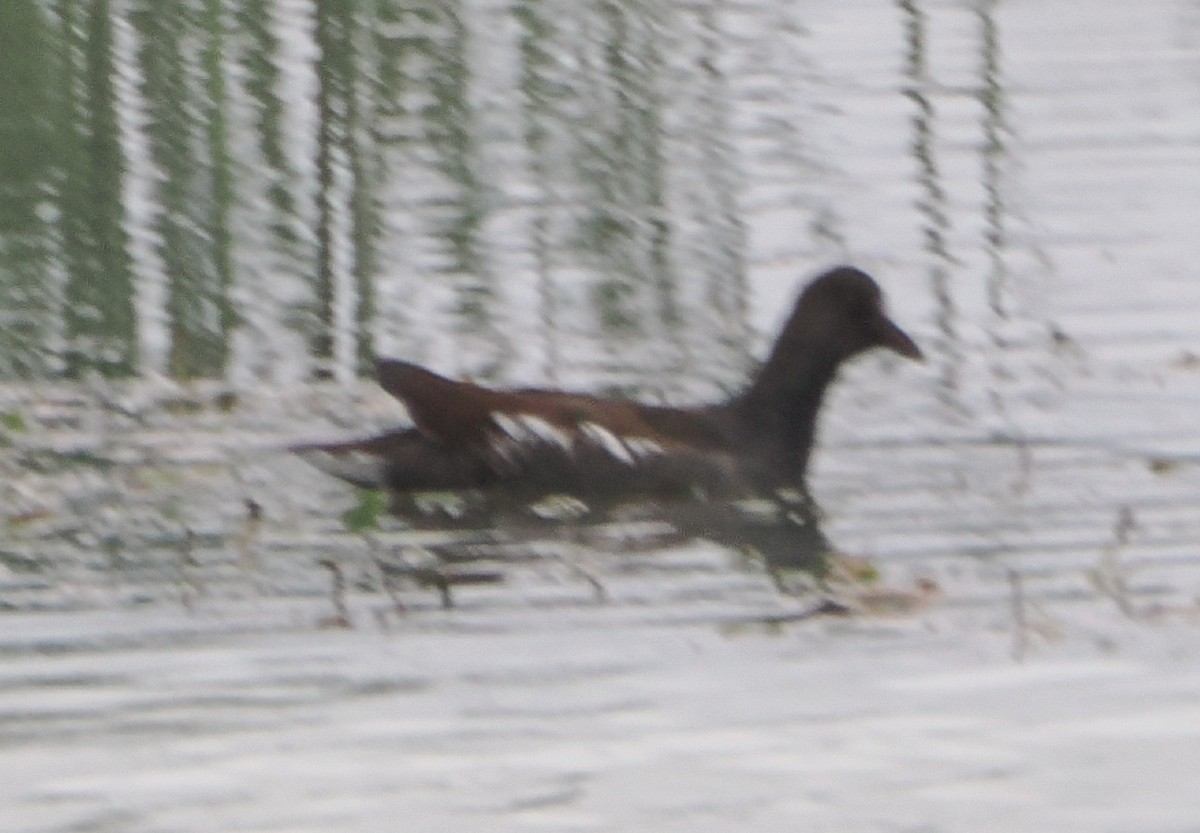 Американская камышница - ML647495078