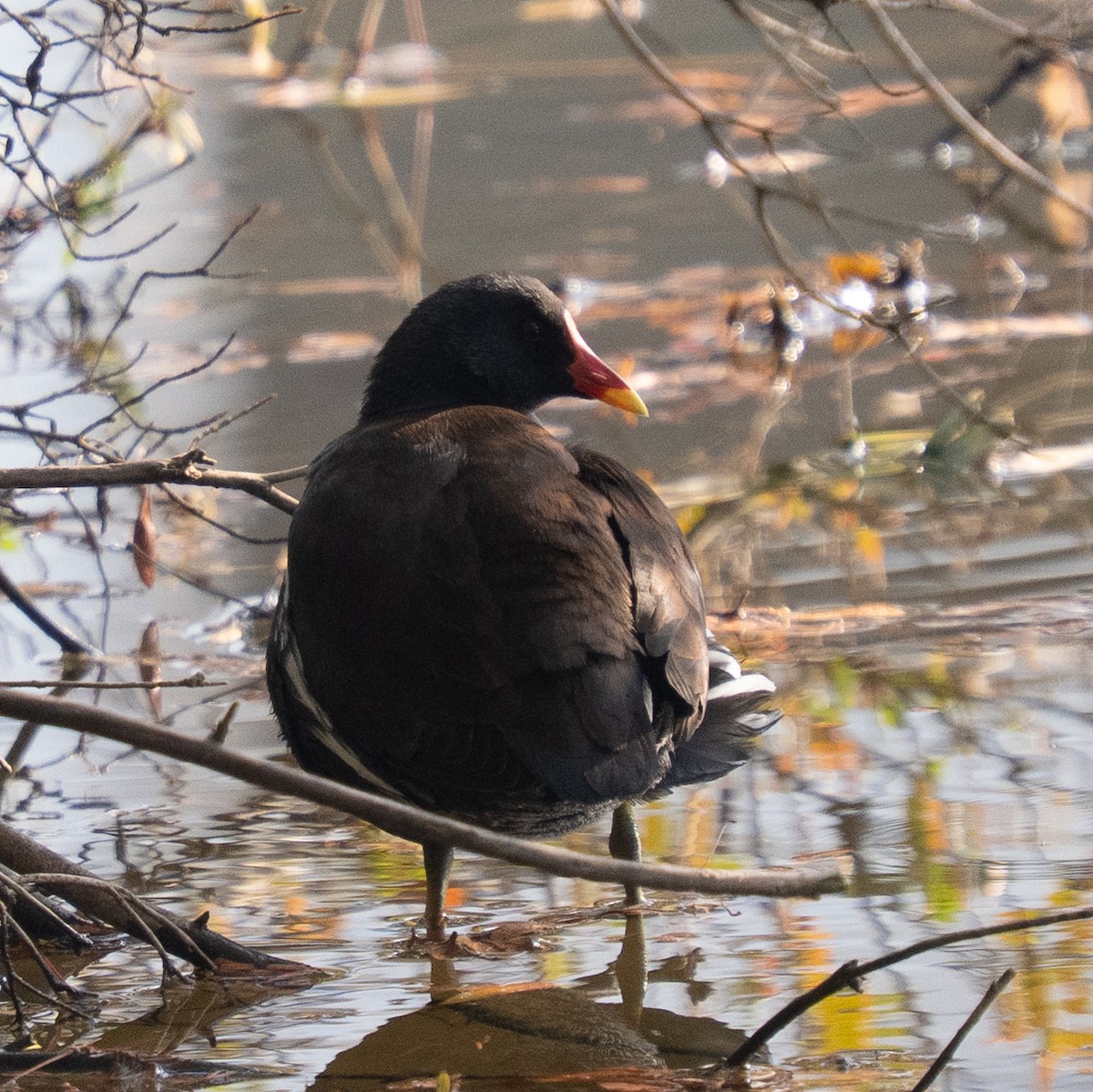 Камышница - ML647495079