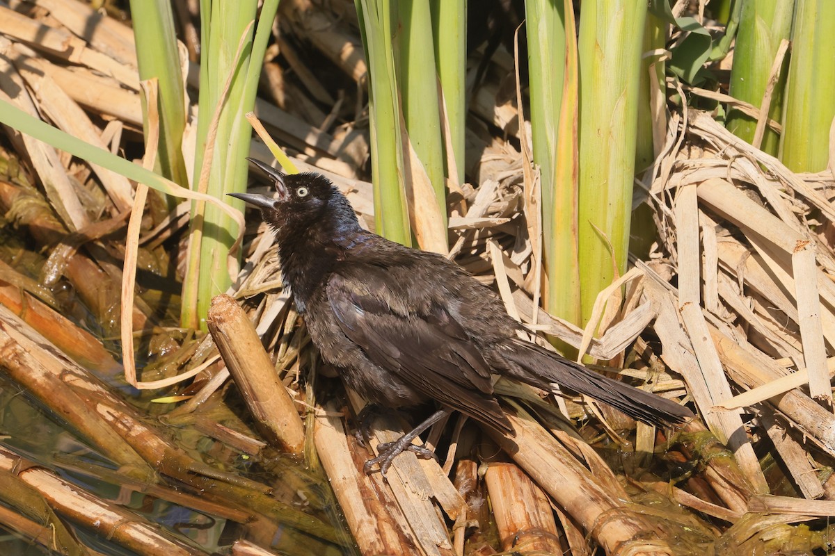 Пурпурный гракл - ML647495080