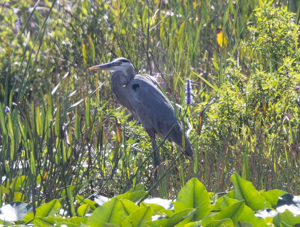 Большая голубая цапля - ML647495082