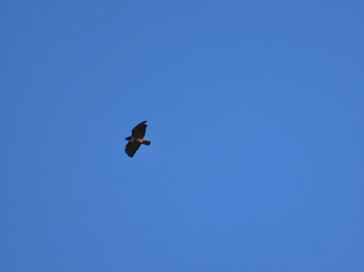 Краснохвостый канюк - ML647495084