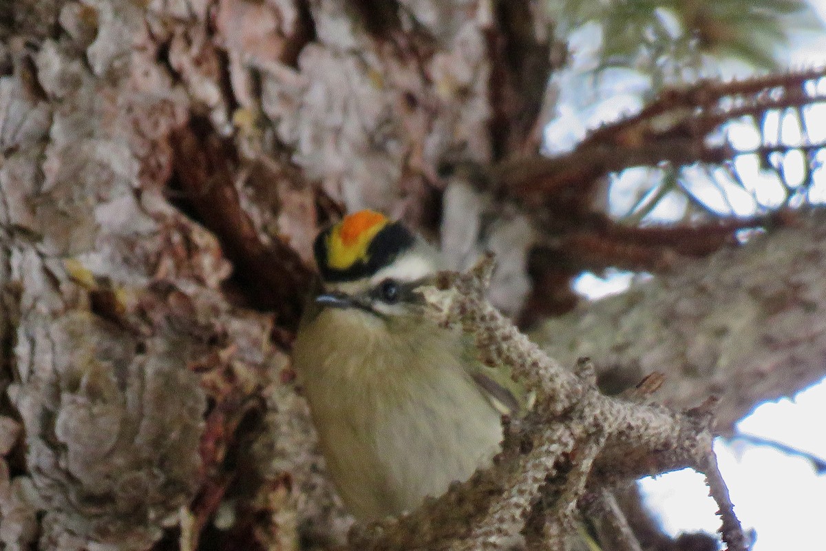 Золотоголовый королёк - ML647495085