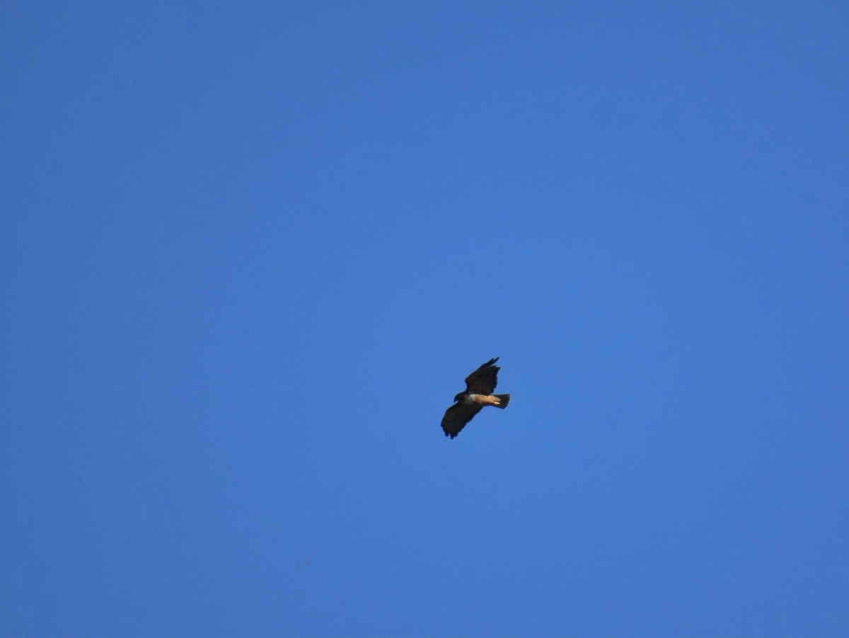 Краснохвостый канюк - ML647495086