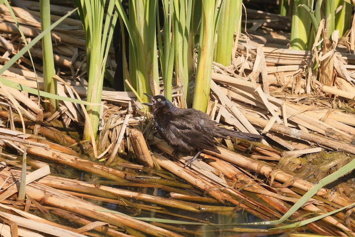 Пурпурный гракл - ML647495087