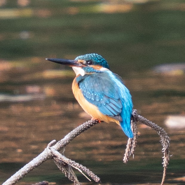 Зимородок - ML647495089