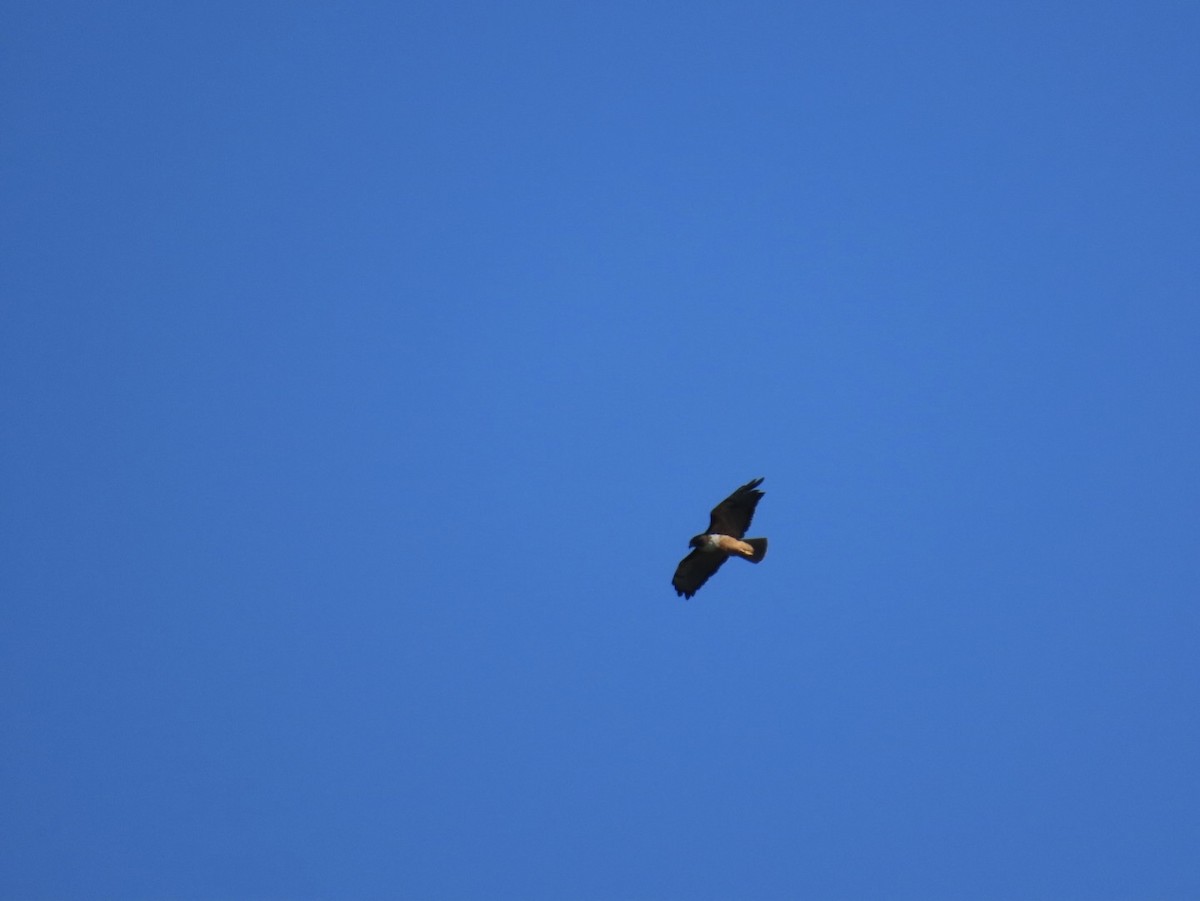 Краснохвостый канюк - ML647495091