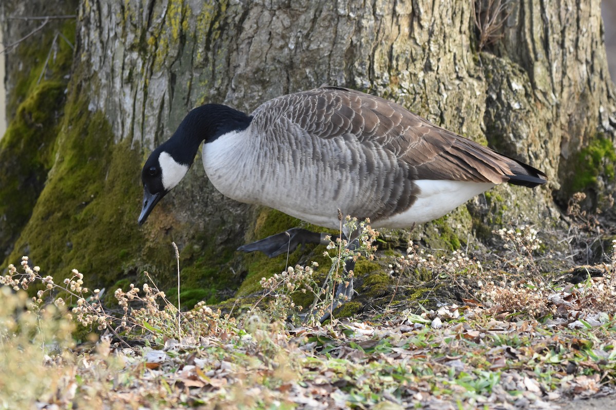 Канадская казарка - ML647495092