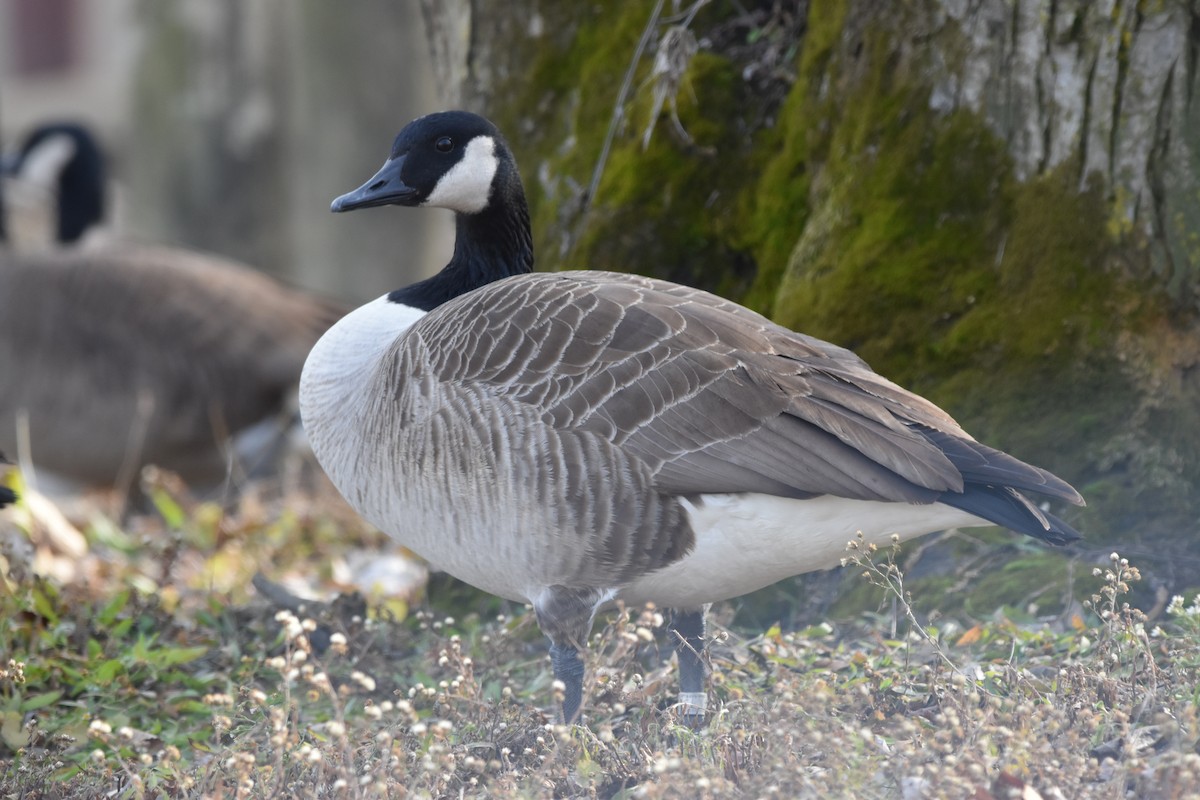 berneška velká - ML647495093