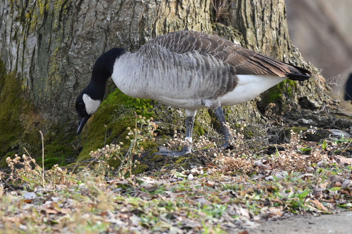 berneška velká - ML647495094