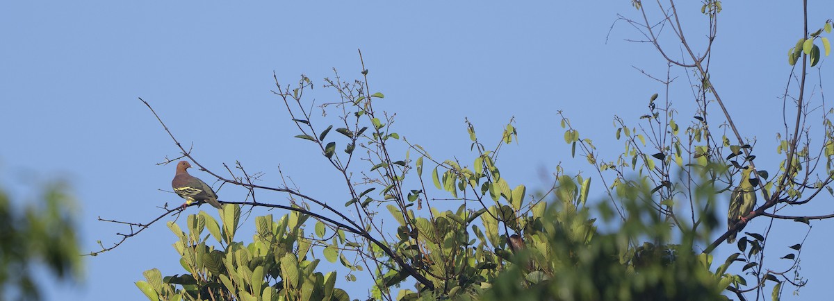 Буроголовый зелёный голубь - ML647495098