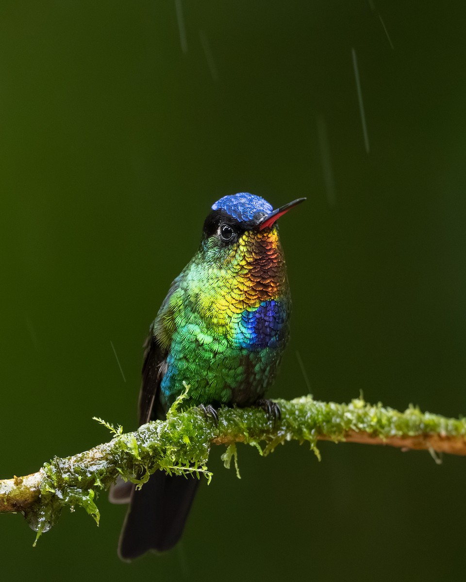 Радужный колибри - ML647495100