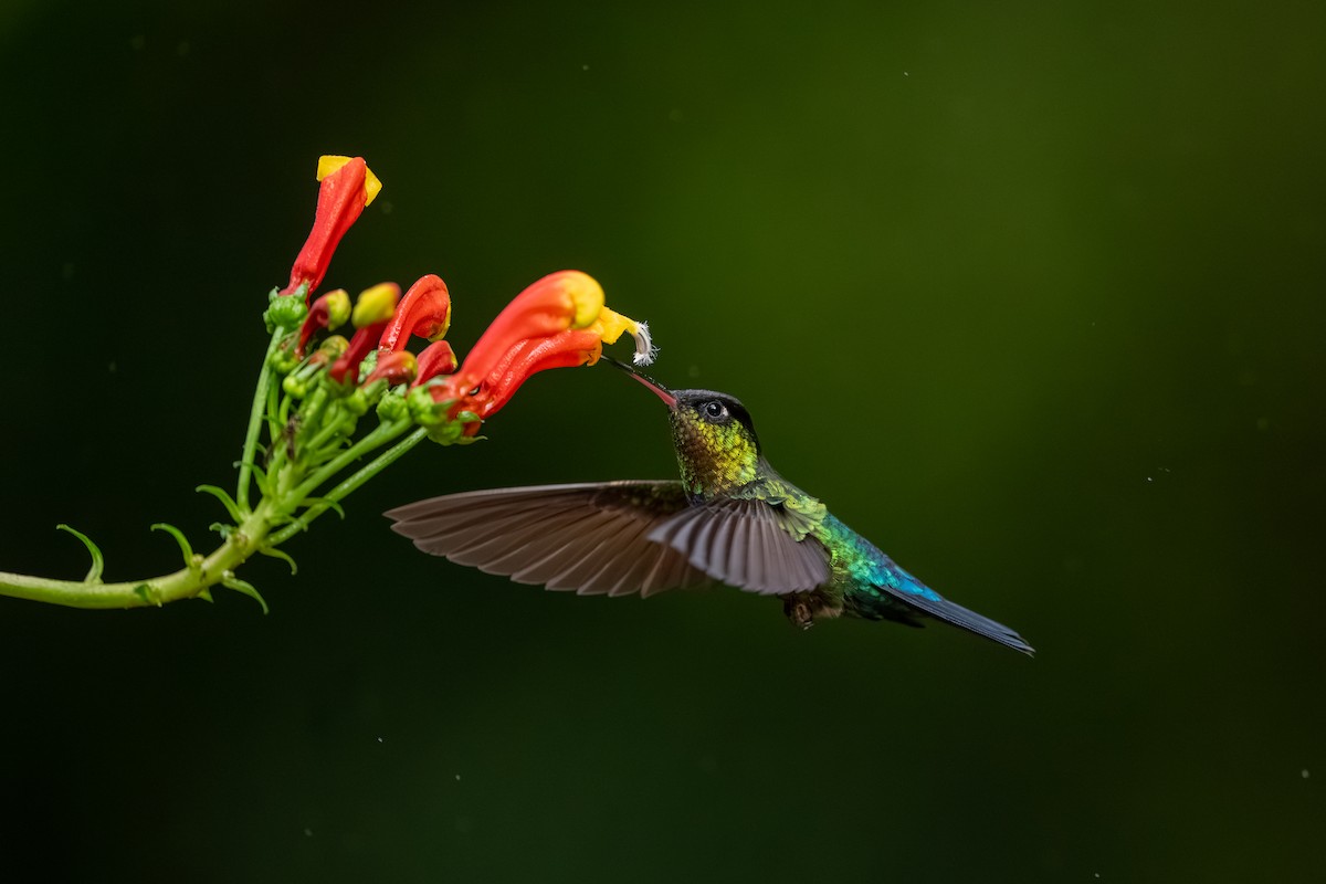 Радужный колибри - ML647495102