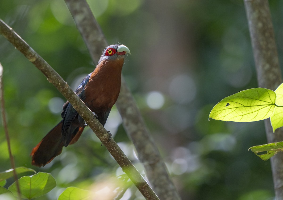 Каштановогрудая малкоа - ML647495103