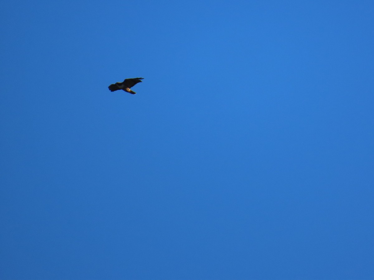 Краснохвостый канюк - ML647495104