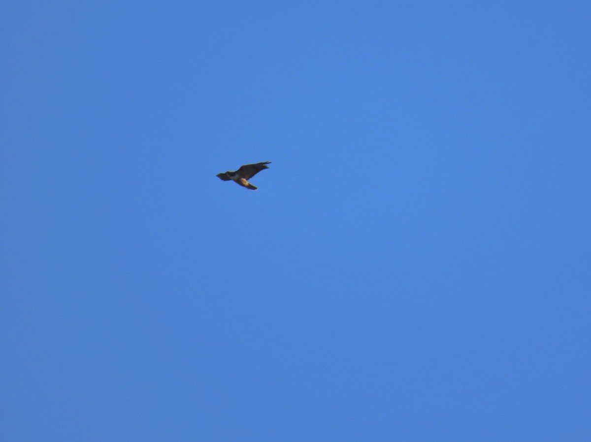 Краснохвостый канюк - ML647495105