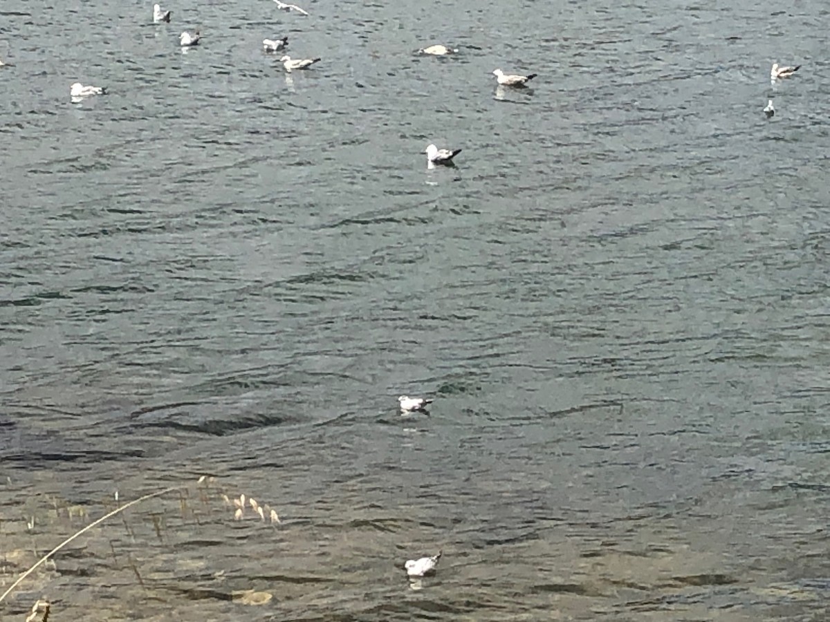 Малая чайка - ML647495106