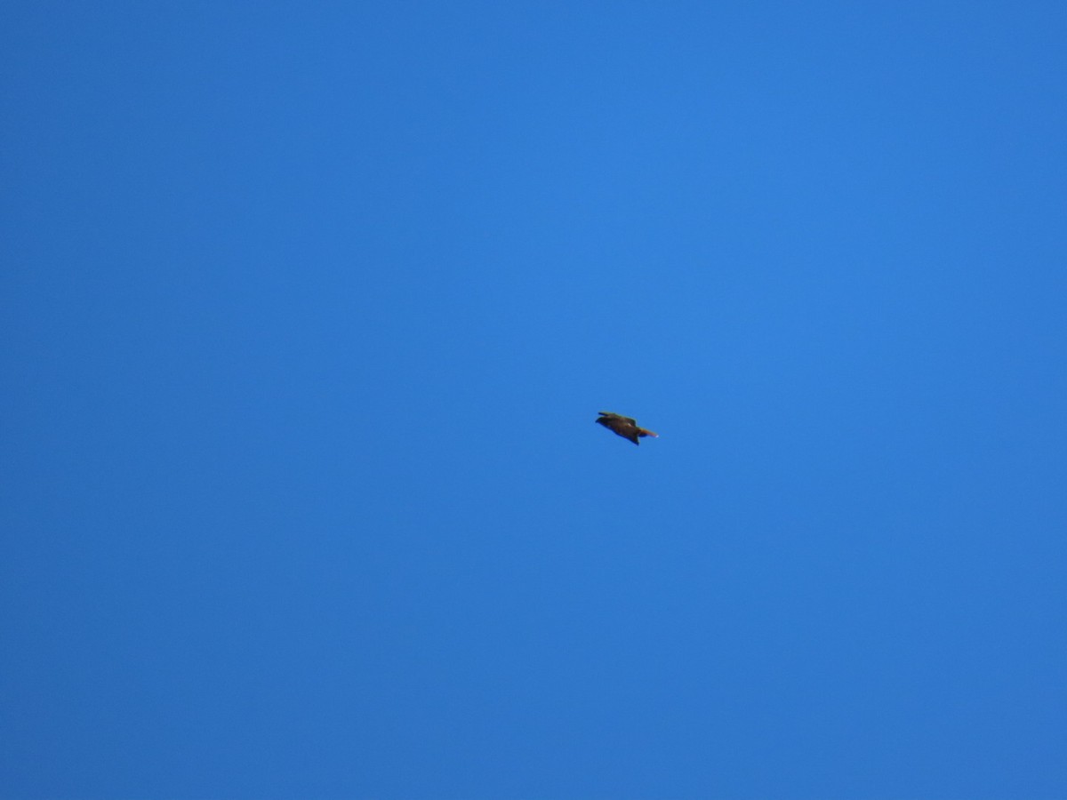 Red-tailed Hawk - ML647495107