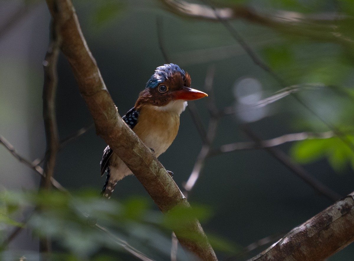 Полосатый зимородок - ML647495108