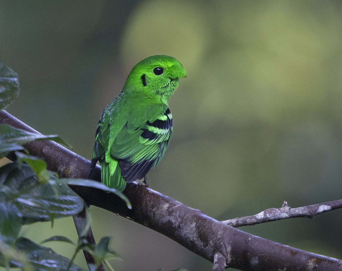 Зелёный скрытоклюв - ML647495109