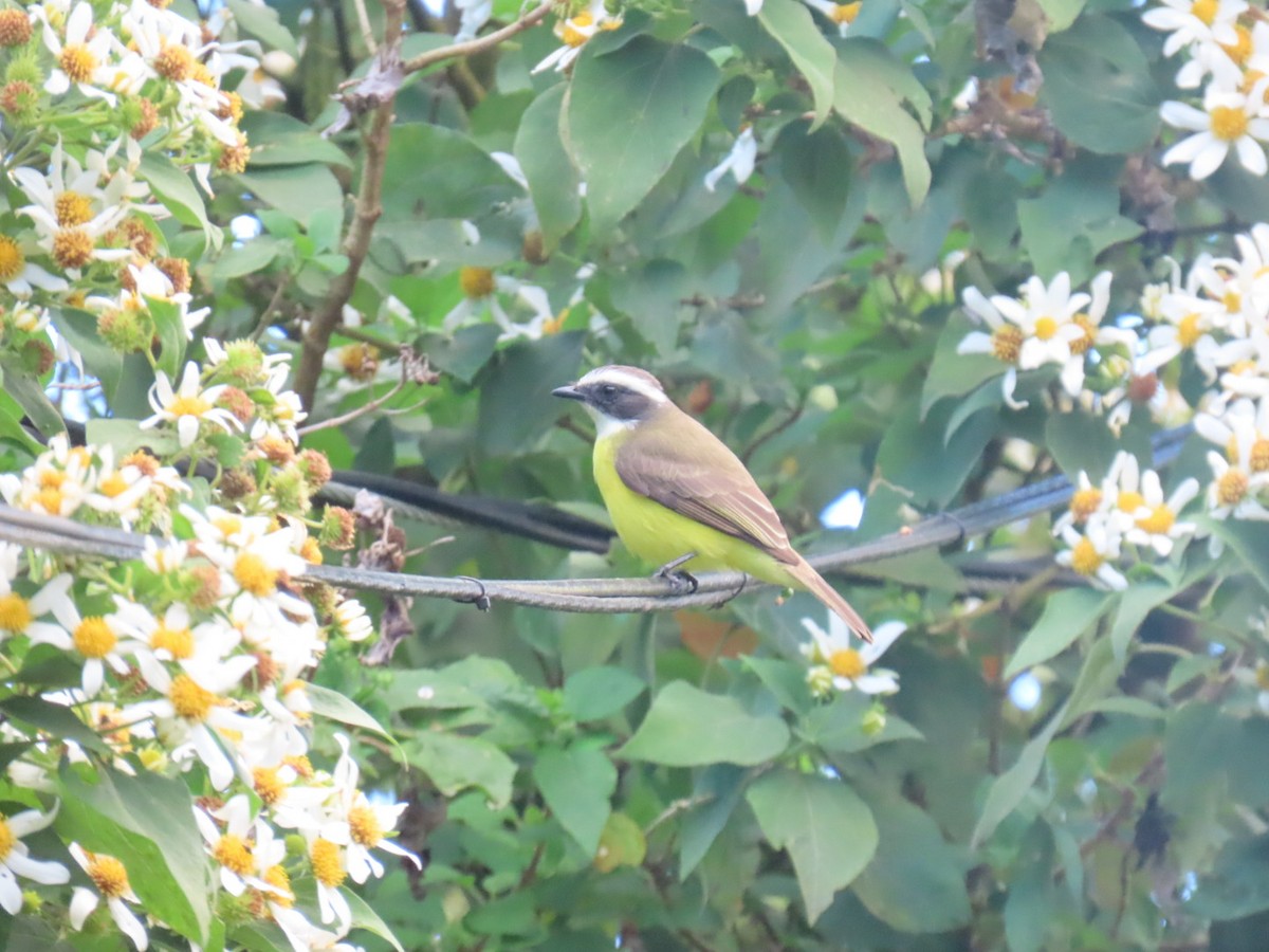 Social Flycatcher - ML647495126