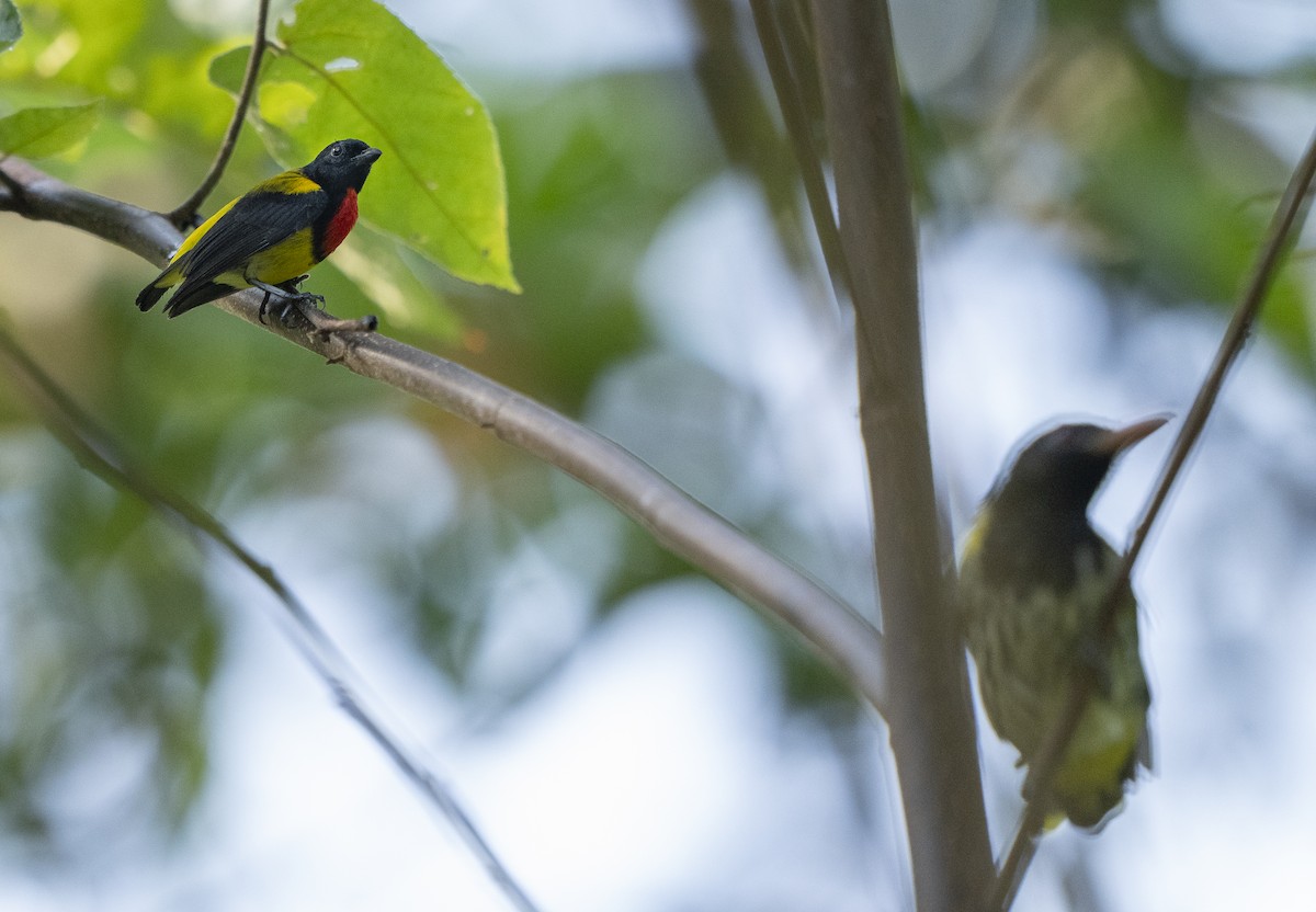 Scarlet-breasted Flowerpecker - ML647495127