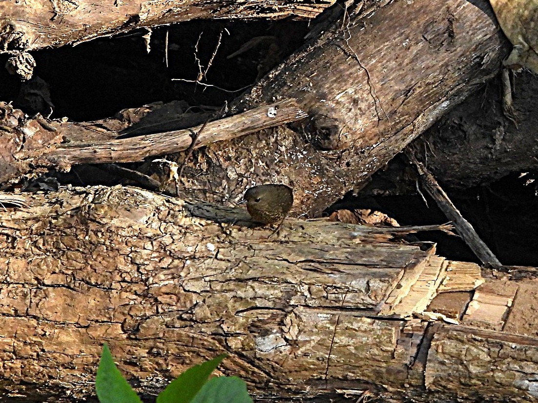 Pygmy Cupwing - ML647495128