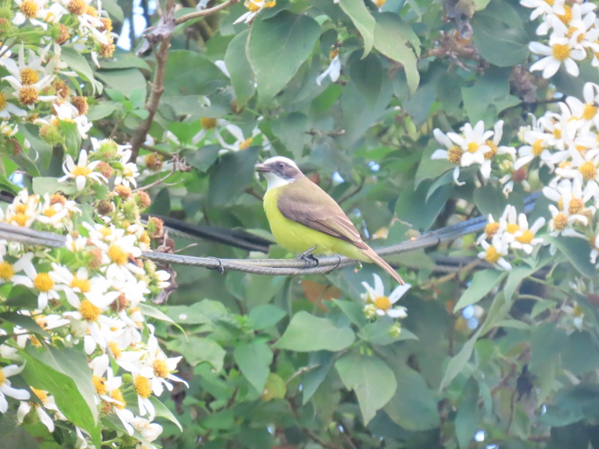 Social Flycatcher - ML647495129