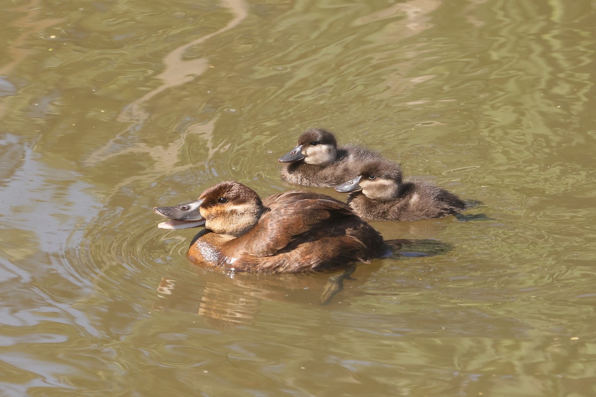 Ruddy Duck - ML647495130