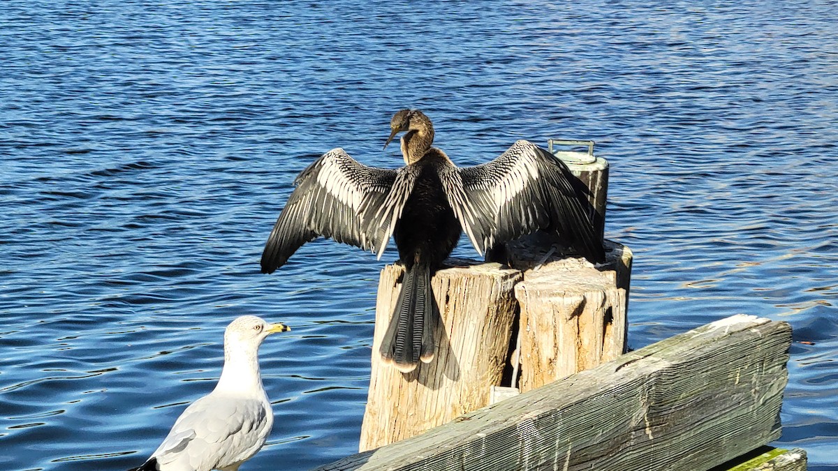 Anhinga - ML647495131