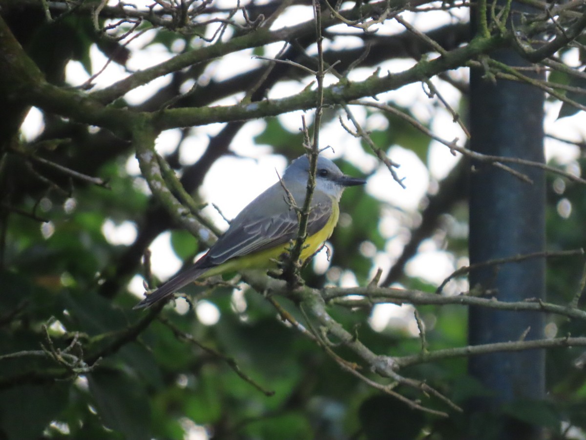 Tropical Kingbird - ML647495132