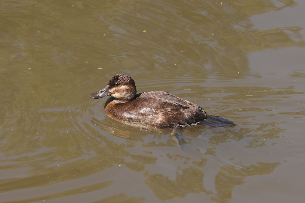 Ruddy Duck - ML647495133