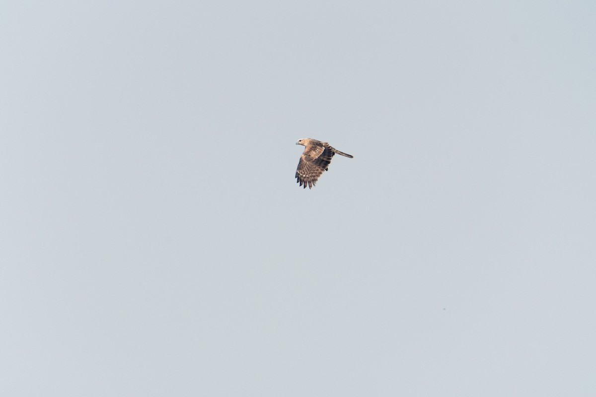 Jerdon's Baza - ML647495134