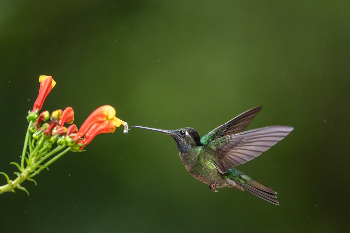 Talamanca Hummingbird - ML647495136