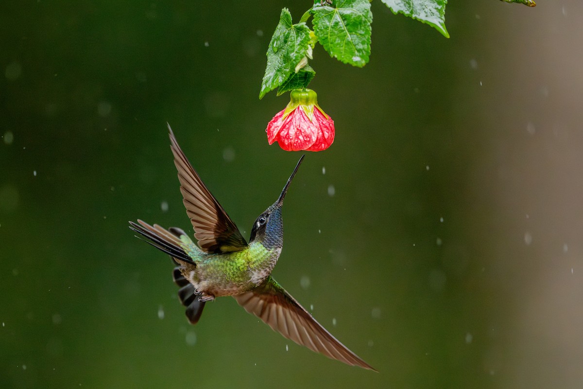 Talamanca Hummingbird - ML647495137