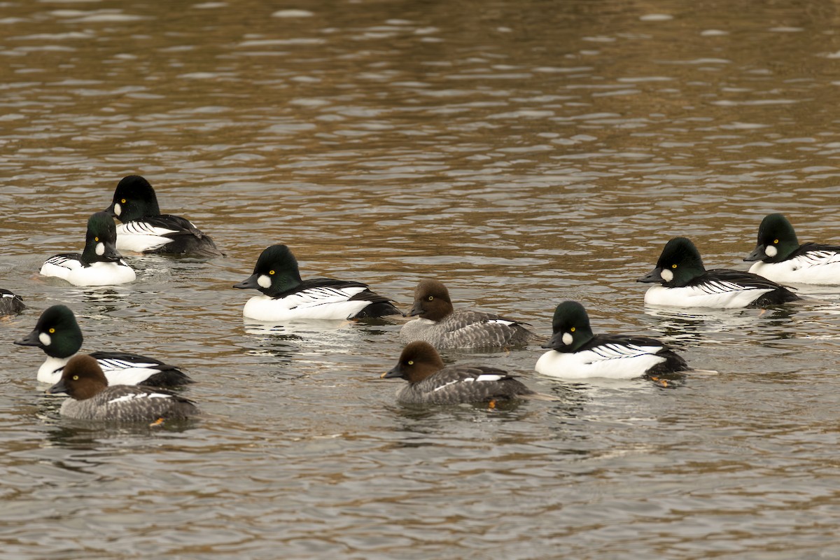 Common Goldeneye - ML647495138