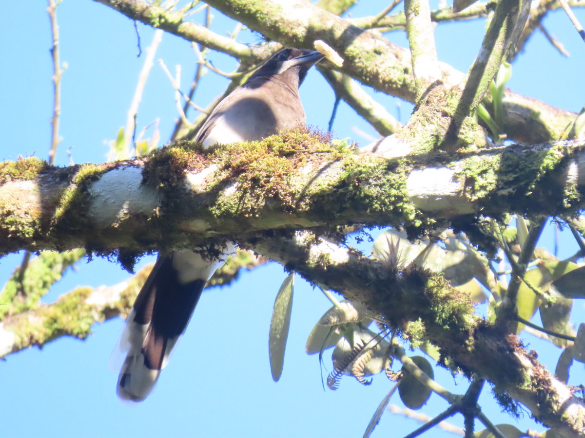 Brown Jay - ML647495139