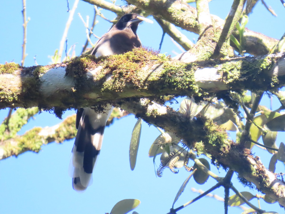 Brown Jay - ML647495140