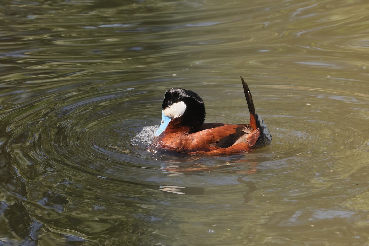 Ruddy Duck - ML647495141