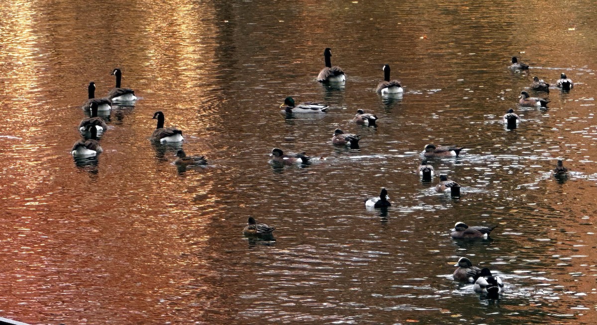 Canada Goose - ML647495145