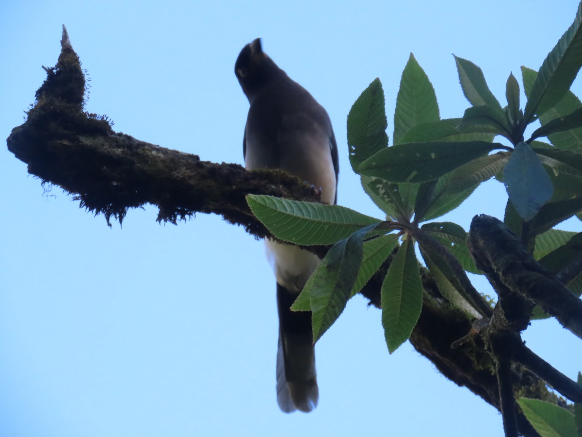 Brown Jay - ML647495146