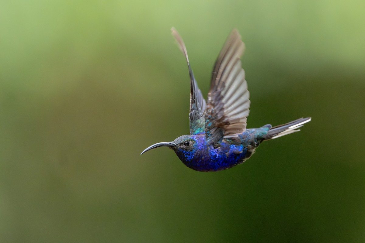 Violet Sabrewing - ML647495149