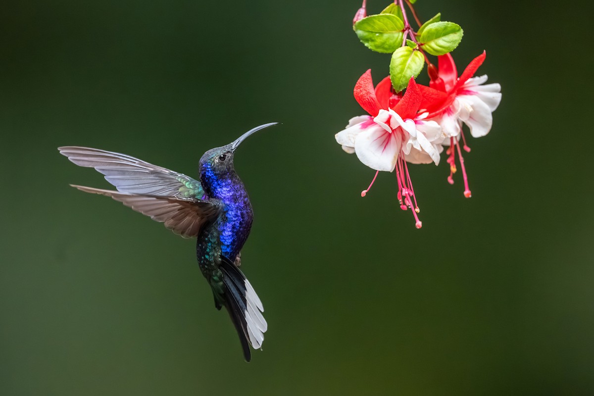 Violet Sabrewing - ML647495150