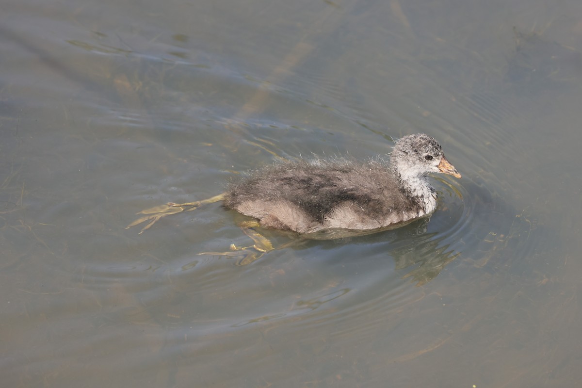 American Coot - ML647495151