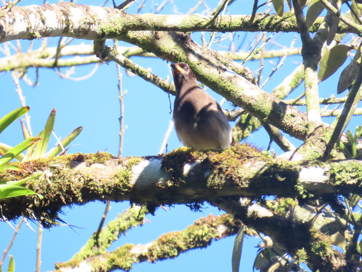Brown Jay - ML647495153