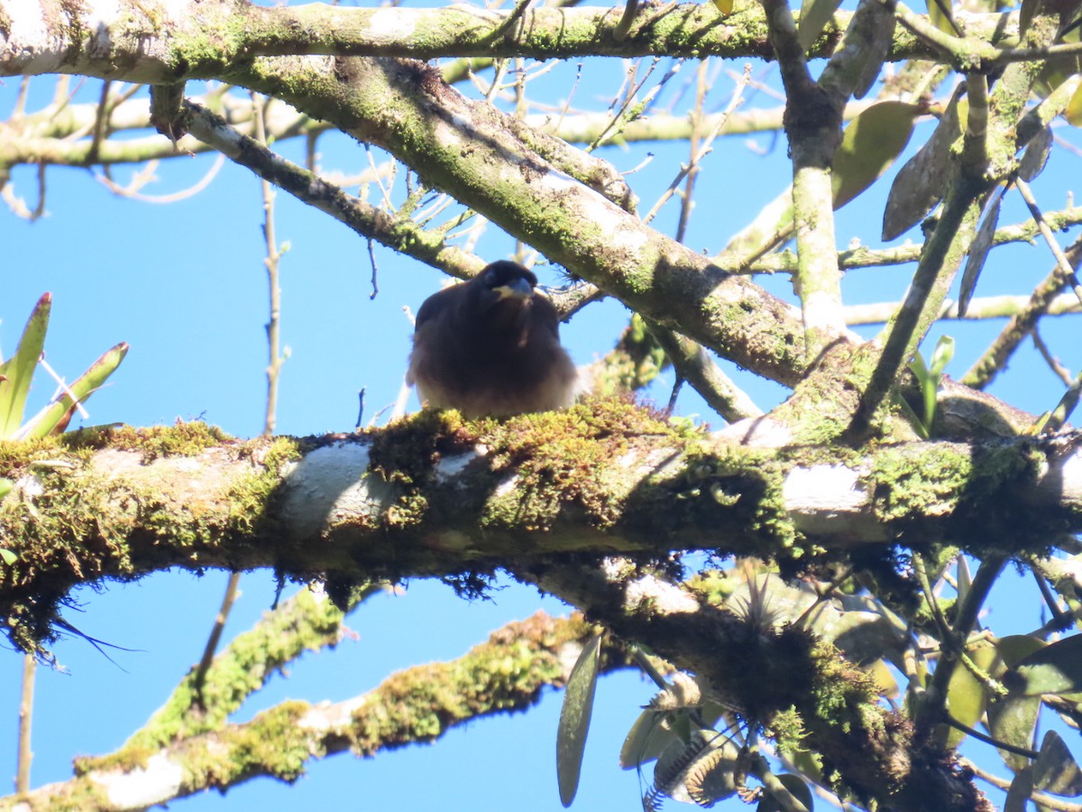 Brown Jay - ML647495154